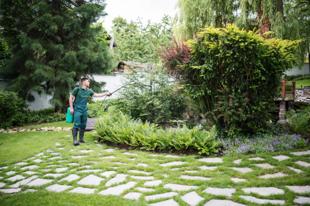 Best Wasp Removal Services  in Lawson, MO