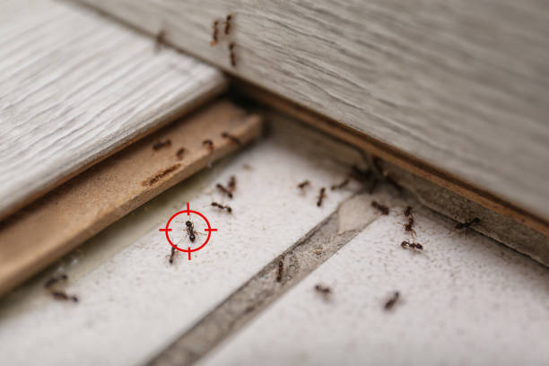 Best Wildlife Control Services  in Lawson, MO