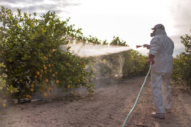 Best Residential Pest Control  in Lawson, MO